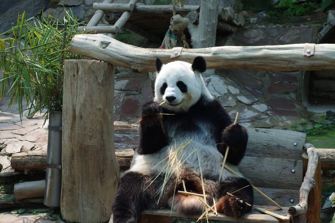 チェンマイ動物園