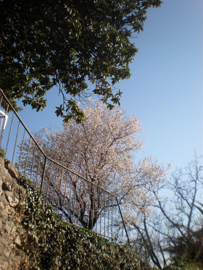 「時々桜みたいなのが咲いてるな〜」と思って花びらを見ると、<br />本当に桜のようです。<br />ちょっと嬉しい。こっちの桜も綺麗ですよ〜