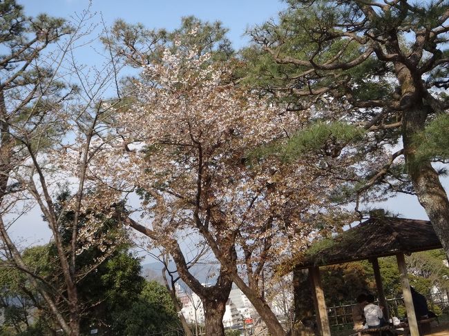 【高知城】<br /><br />場所によって3分咲き位のところも・・・