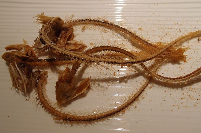 ⑧漢口　3月23日夕食【慎成宴】<br /><br />「刀魚双吃」（長江で獲れる貴重な魚）の骨のから揚げ<br />