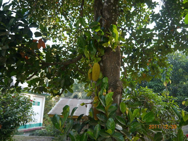 敷地内にあるジャックフルーツの実。