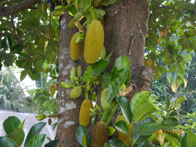 大きな実で、人の頭よりも大きい。