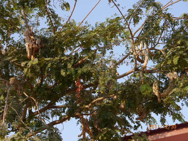マメ科の果実だろうか・・。