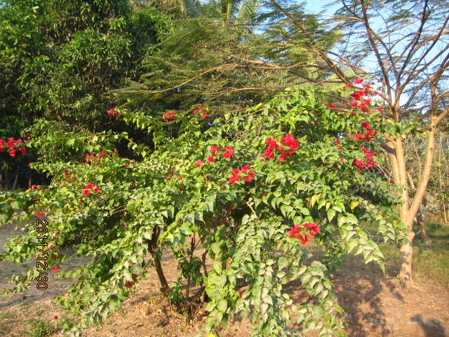 ブーゲンビリヤは沖縄にあってもどこにあっても変わらない。