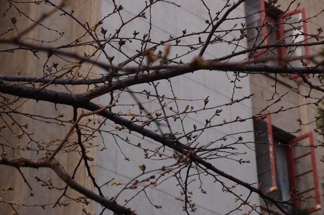 武昌　「武漢大学」　<br /><br />　【桜園路】<br /><br />　　　　　　未だ蕾も堅い「武漢桜」