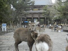 東大寺が近づいてきました。
シカがこんないっぱいいる光景って不思議。