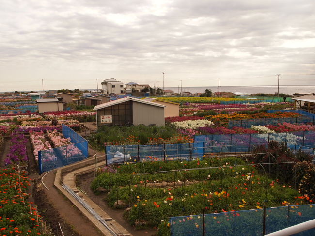 ここを選んだのは、海をバックに写真が撮れるのと<br />入場料がタダだから。<br /><br />他の場所は入場料と花摘みがセットになっているので<br />写真だけ撮りたい私には好都合。