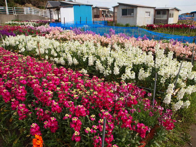 いくつかの花農家の方が集まって、花畑を作っています。<br /><br />風除けの青いネットや小屋がちょっと残念な気もしますが<br />写真を撮るための花畑ではないので仕方ないですね(^_^;)