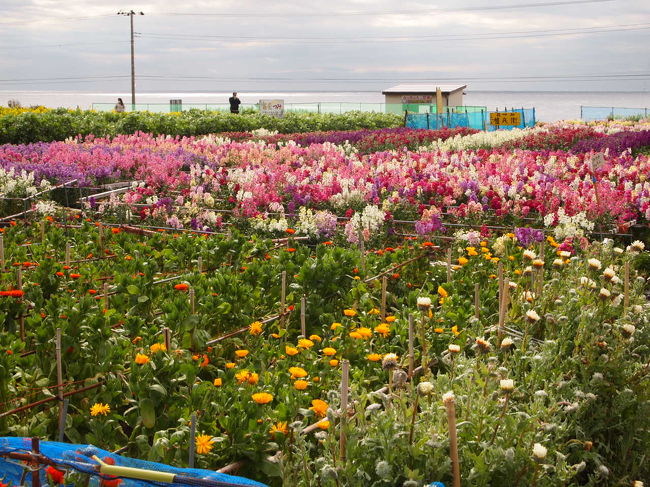 海が見えます。<br />でも、日が差したり陰ったり。<br /><br />ストックはキレイでしたが、<br />ポピーは殆ど終わりに近い状態でした。<br />ん〜、遅かったか。