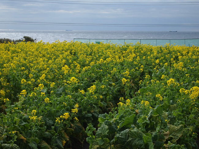 そして、風が強く寒い。<br />房総は暖かいと思っていたので<br />ちょっと軽装で来ちゃった。<br /><br />花摘みする余裕なく退散。
