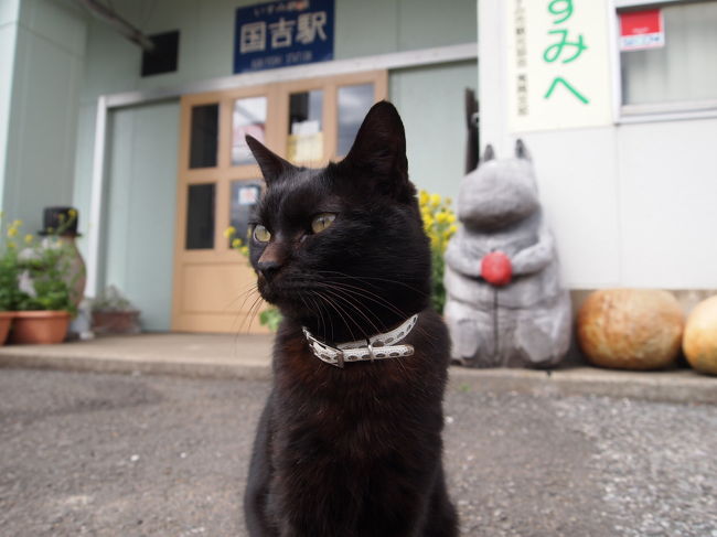 ご近所のニャンコかな？<br />うちの子に似てました。人懐こいところもソックリ。<br />