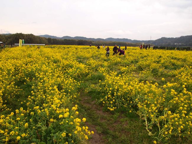 菜の花畑が広がっています。<br />下がぬかるんでいて、ちょっと歩きにくい･･･。