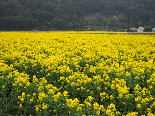 若干、小雨も降っているけど「春」って感じがするな〜。