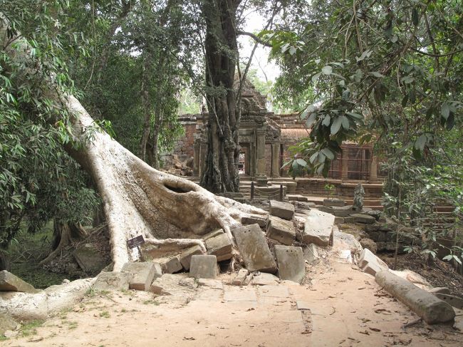 タプロームに移動。<br /><br />いきなりタプローム名物の「遺跡を突き破る大木」出現。<br />これはセイバの木か?<br />中米で見たのと同じに見える。<br />