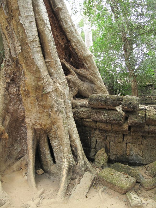とにかくそこらじゅうに大木が生えている。