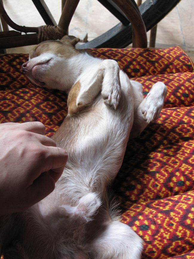 ホテルに戻って、犬と戯れる。<br />