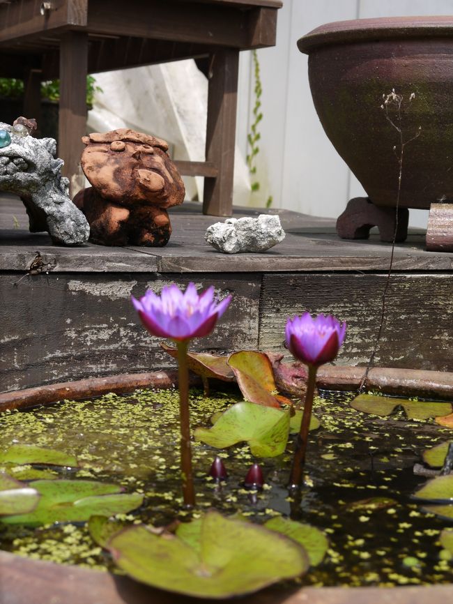 【1日目】<br />9:15　 伊丹空港発　JAL 2081便<br />11:30　那覇空港着<br />12:00　ﾄﾖﾀﾚﾝﾀｶｰ　96時間の予約<br />14:00　御菓子御殿<br />　　　 住所 沖縄県中頭郡読谷村字宇座 657-1 <br />TEL 098-958-7333 フリーダイヤル 0120-040-892 <br />　　　 営業時間 8:30〜21:00 <br />　　　 そば屋花笠は11:00〜21:00(20:30 ラストオーダー) <br />定休日 年中無休 <br />15:00　ﾎﾃﾙ着<br />　　　 リザンシーパークホテル谷茶ベイ <br />　　　　ロイヤルフロアーオーシャンビューコーナールーム<br /><br />16:00　真栄田岬＆青の洞窟ﾀﾞｲﾋﾞﾝｸﾞ　<br />　　　　ｱｲﾗﾝﾄﾞｸﾗﾌﾞ<br />　　　　　http://www.okinawa123.jp/<br /><br /><br /><br />