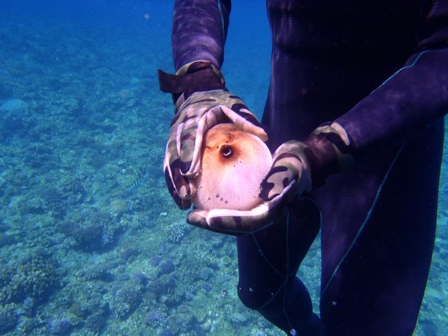 【2日目ﾀﾞｲﾋﾞﾝｸﾞﾁｰﾑ】<br /><br />8:00〜18:00　慶良間ダイビング<br />　　　　<br />　　　　ｱｰｸﾀﾞｲﾌﾞ<br />　　　　http://www.arkdive.com/index.html