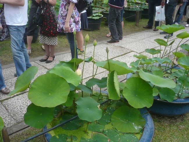 多くの鉢に蓮が植えられていました．250鉢もあるそうです．