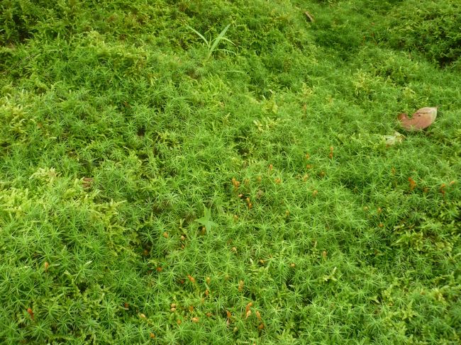 きれいな苔です．