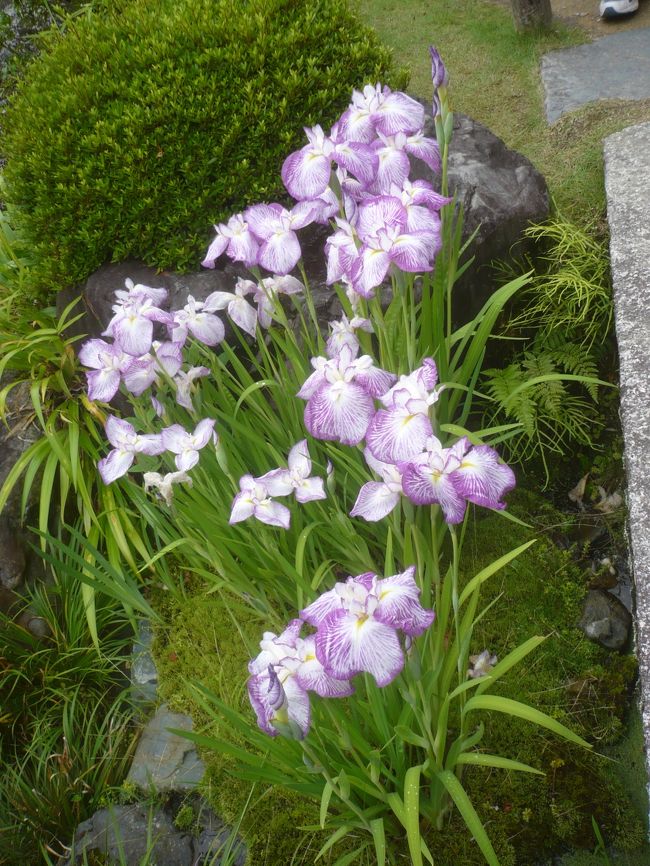 あじさい以外にも花が咲いています．