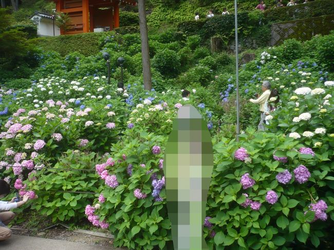 こんなにたくさんのあじさいを見たのは初めてです．