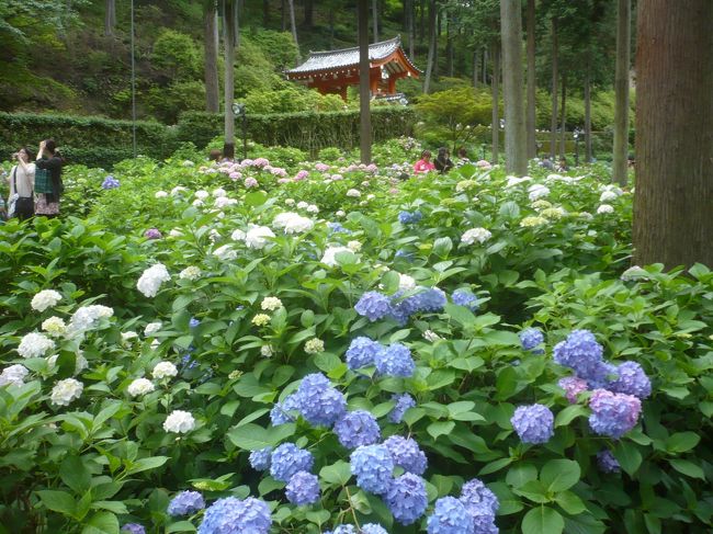 緑の葉ともこもこ開いたあじさいがいいかんじです．