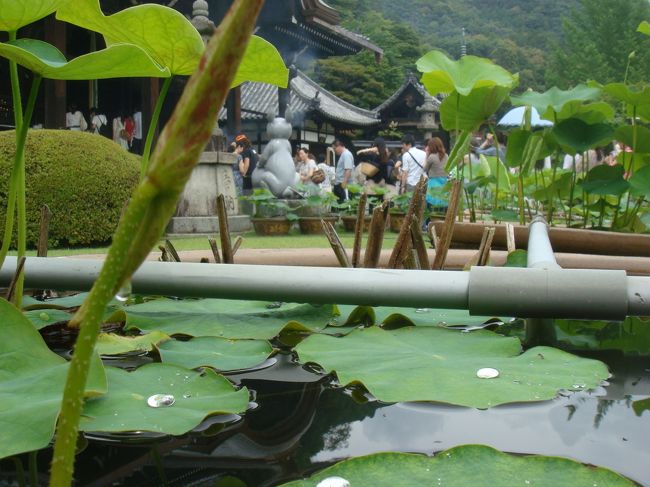 蓮の間から本堂．