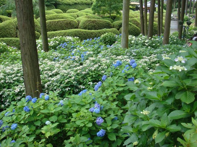 ようやくあじさい園へ．