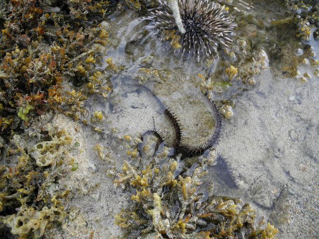 毛が生えた生き物は<br />ヒトデっぽい形してました。