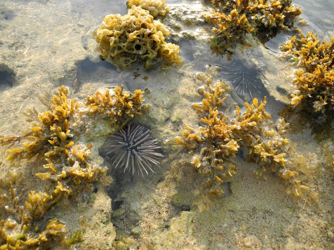 ナガウニがうじゃうじゃ。<br />食べれるのかなぁ〜<br /><br />なまこも沢山