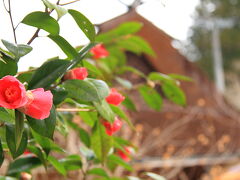 栗の木茶屋前

カタクリの花が開くのは気温の上がる午後からなのでのんびり辺りを散策します。