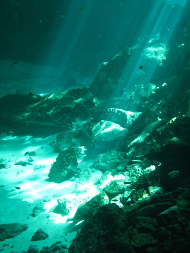 泉の入口がとてもきれいだ。<br />午前中の日差しが差し込んで泉水のグリーンに輝かせている。<br />水中から見上げると、日に照らされた木々の緑色が揺れている。<br /><br />聖なる泉というだけのことはある。<br /><br />ダイビングではここから奥に入っていく。<br />ライトの明りが頼りだが、流れが無いので、その点は楽だ。