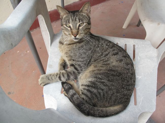 ダイビングを終えて宿に帰ってきた。<br />宿の主のネコさん。<br />いいもの食ってるのかかなりでかい。