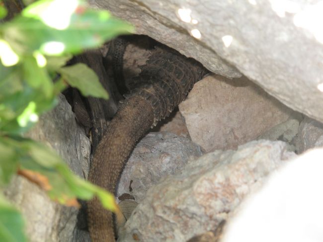 岩の隙間にアルマジロ発見!<br />尻尾をひっぱって取り出してみたいが…。