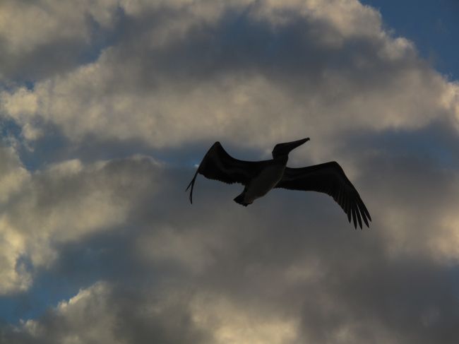 海鳥も家路を急ぐ。