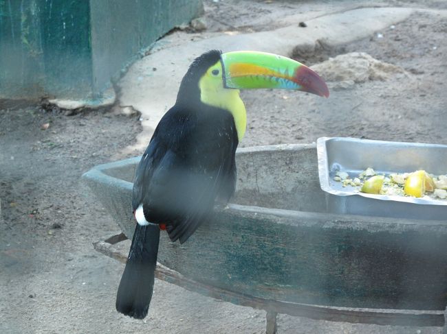 ここは動物園も兼ねている。<br /><br />トゥーカン発見。<br />