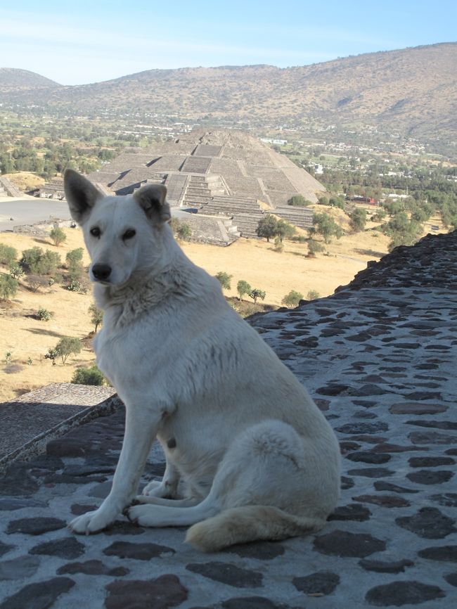 犬もピラミッドに上る。<br />