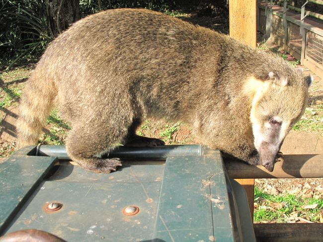 バスを乗り継いでフォスドイグアスに到着。<br />国境での乗り継ぎがあまり良くない。<br />ついたら宿を探す。<br />黒人の客引きが話しかけてきた。<br />この南米旅行で初めて黒人と遭遇した。<br />ペルー・ボリビア・チリ・アルゼンチンでは見かけなかった。<br />ブラジルは人種のるつぼなのだ。ここには日系人も多い。<br /><br />余談。ブラジル人はBrazil゛はなくBrasilと正しく綴ると喜ぶ。<br />ボリビアで会ったブラジル人の談。<br /><br />タクシーで、イグアスの滝ゲートに向かう。<br />ゲートはだいぶアルゼンチン側より立派だ。<br /><br />海外からのアクセスは、ブラジル側からの方が容易なのだろう。<br /><br />園内は徒歩で散策することになる。<br />ハナグマがごみ箱をあさっている。