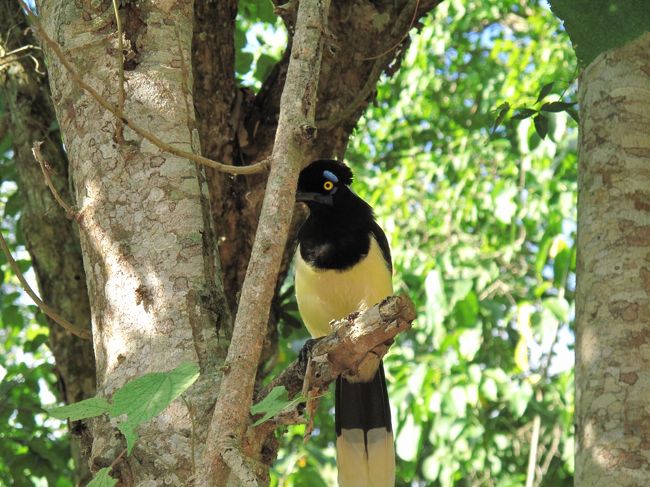園内は野鳥や蝶の楽園だ。