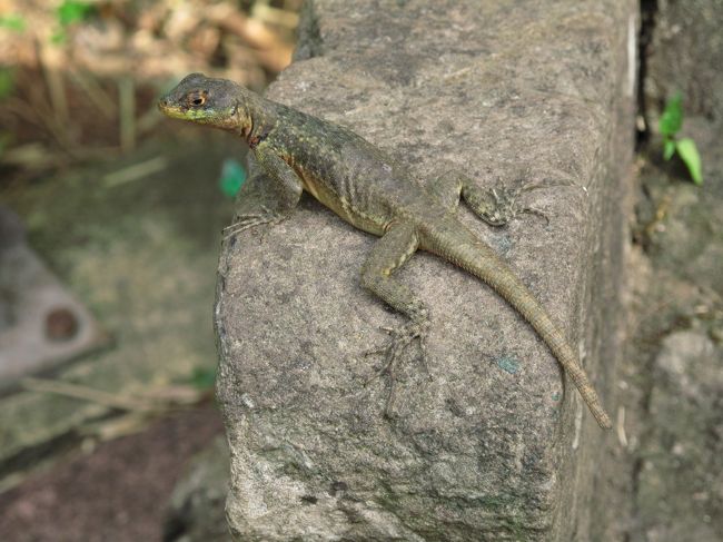そこかしこにトカゲもいる。<br />かなり大きい。20cm以上はある。<br />