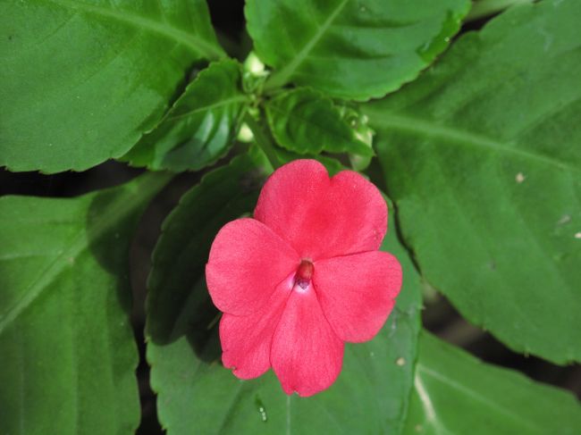 ところどころに熱帯の花々が開いている。