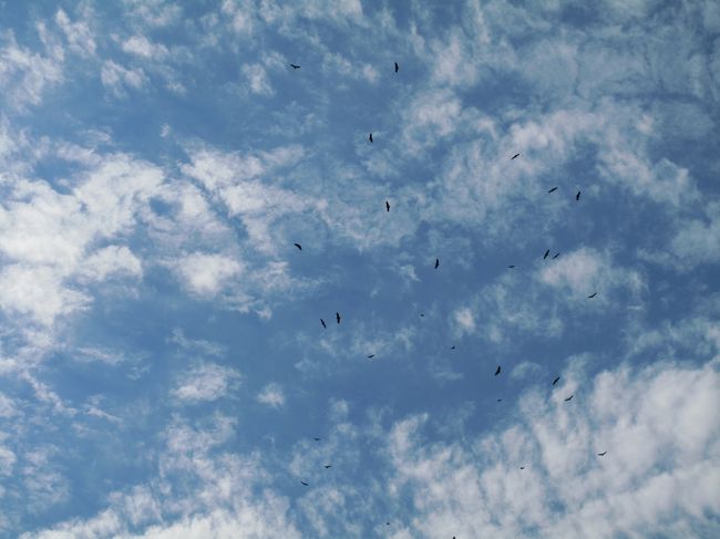 空を見上げれば、舞う鳥たち。