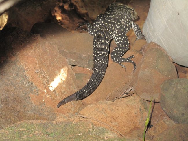 岩陰にでかいトカゲ発見!<br />40cmくらいあるぞ。<br />