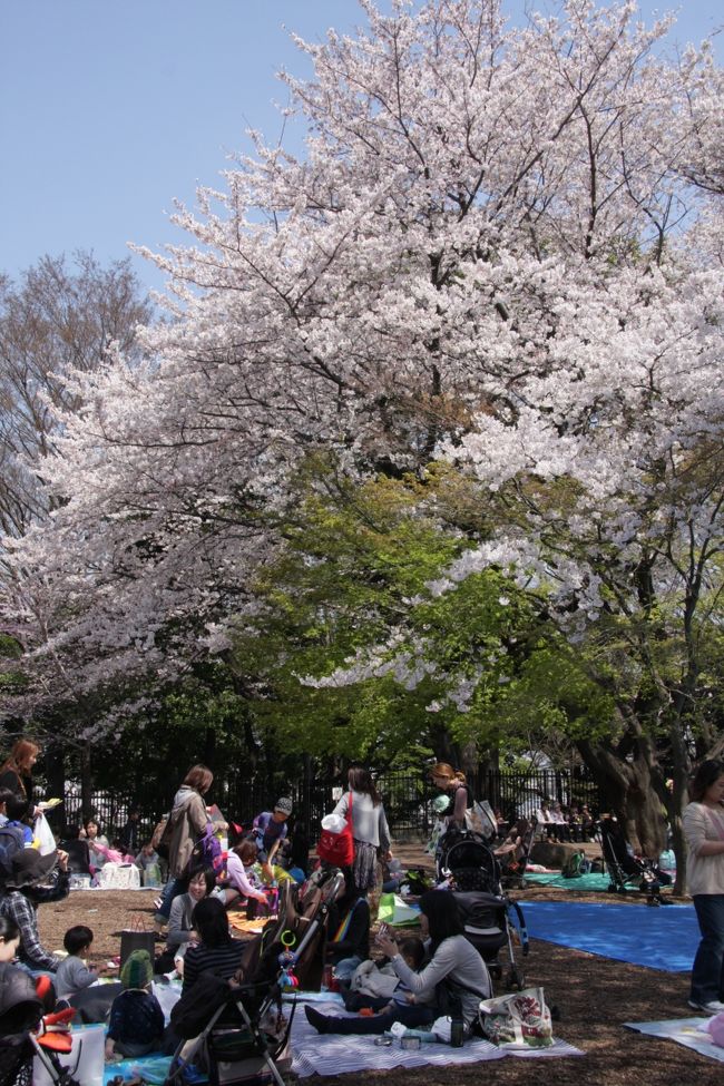 小さな旅 都電荒川線で桜めぐり（飛鳥山公園・神田川）2012