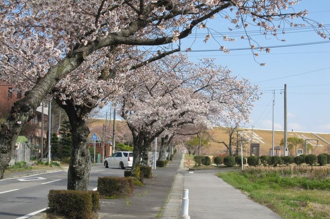 2012春、三好池の五分咲きの桜(4:完)ソメイヨシノ、レンギョウ、雪柳、沈丁花
