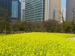 コンラッドからもこの菜の花畑見えるのかしら・・？
