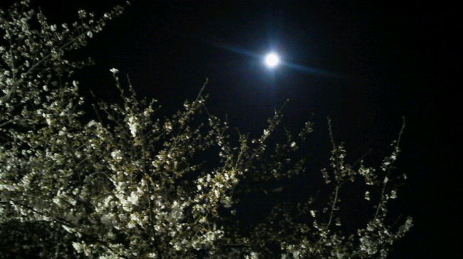 井の頭公園 日中の喧騒を忘れてしっとり夜桜散歩 吉祥寺 三鷹 東京 の旅行記 ブログ By つるまるこさん フォートラベル