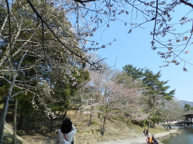 浮見堂のある「鷺池」周りの桜は三分〜五分咲きでした。