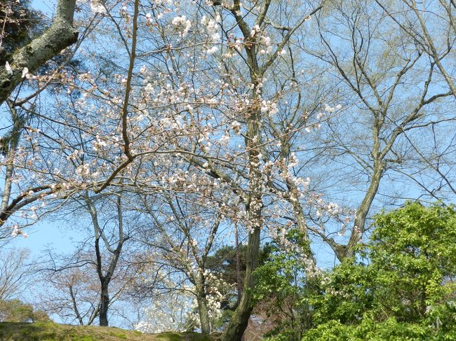 「鷺池」周りの桜は三分〜五分咲きでした。